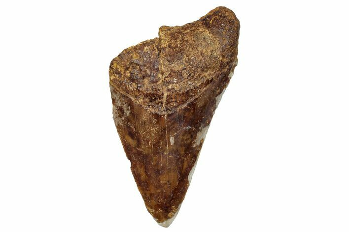 Serrated, Fossil Megalodon Tooth From Angola - Unusual Location #258592